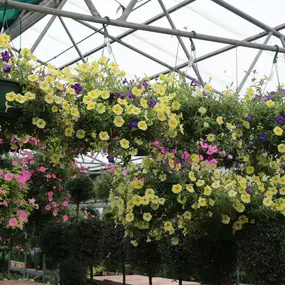 Bild von Louisiana Nursery