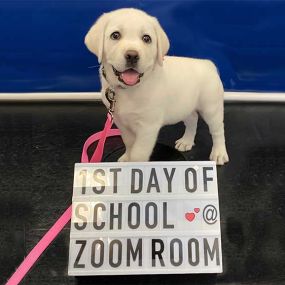 Bild von Zoom Room Dog Training - Littleton