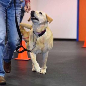 Bild von Zoom Room Dog Training - Littleton