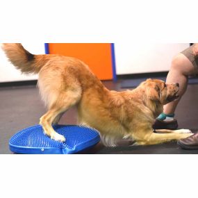 Bild von Zoom Room Dog Training - Littleton