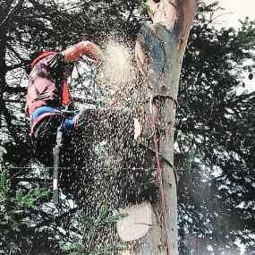 Bild von High Climb Tree Services