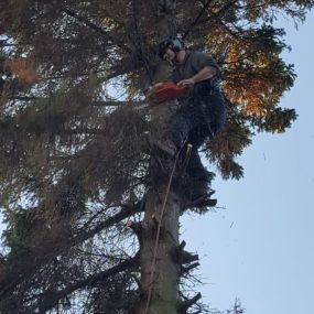 Bild von High Climb Tree Services