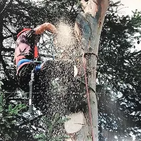 Bild von High Climb Tree Services