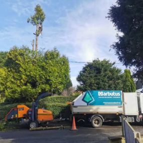 Bild von Arbutus Tree Services