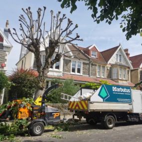 Bild von Arbutus Tree Services