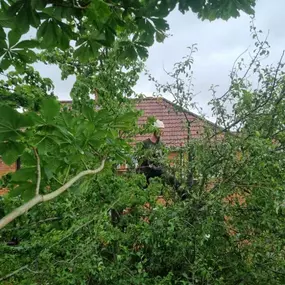 Bild von Arbutus Tree Services