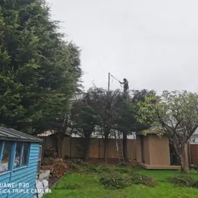 Bild von Arbutus Tree Services