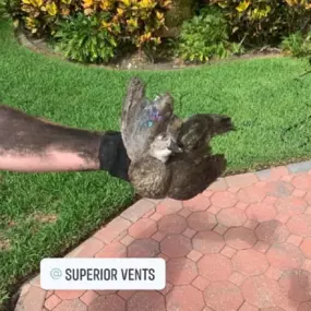 Bild von Superior Vents