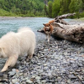 Anchorage Dog Walker with Alaska Paws and Paths