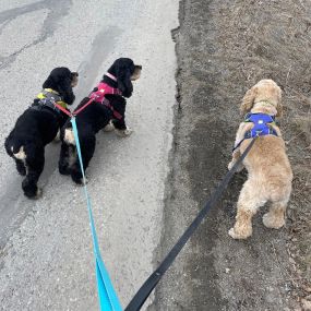 Anchorage Dog Walker with Alaska Paws and Paths