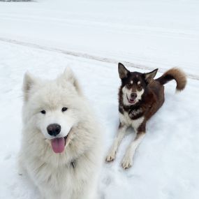 Anchorage Dog Walker with Alaska Paws and Paths
