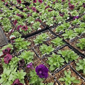 Bild von In The Garden Greenhouses