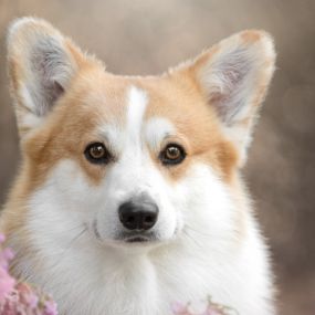 Bild von Corgi de Dakota