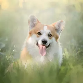 Bild von Corgi de Dakota