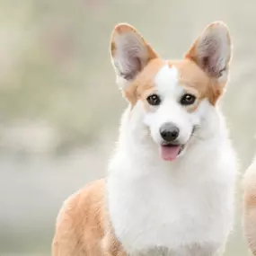 Bild von Corgi de Dakota