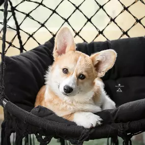 Bild von Corgi de Dakota