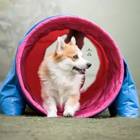 Bild von Corgi de Dakota