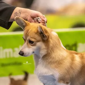 Bild von Corgi de Dakota