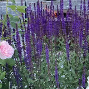 Bild von Raduner Gartenbau AG