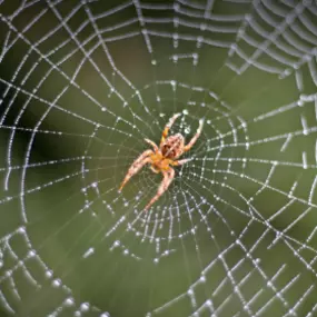 Spider Pest Control by Pickett Pest Control serving Vernal, Roosevelt, Utah and surrounding cities