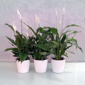 floristeria-myosotis-flor-natural-04.jpg