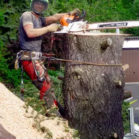 Bild von BAUMFAELLT - Baumpflege - Seilklettertechnik