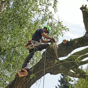 Bild von BAUMFAELLT - Baumpflege - Seilklettertechnik