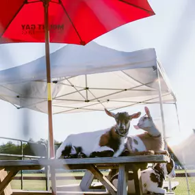 Uno, Derby and Camo - our resident goats