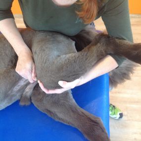 Bild von dogsphysio - Praxis & Aus- und Fortbildungszentrum für Hundephysiotherapie