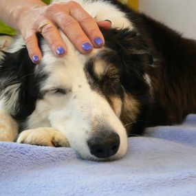 Bild von dogsphysio - Praxis & Aus- und Fortbildungszentrum für Hundephysiotherapie