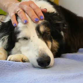 Bild von dogsphysio - Praxis & Aus- und Fortbildungszentrum für Hundephysiotherapie