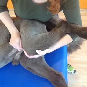 Bild von dogsphysio - Praxis & Aus- und Fortbildungszentrum für Hundephysiotherapie