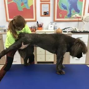 Bild von dogsphysio - Praxis & Aus- und Fortbildungszentrum für Hundephysiotherapie