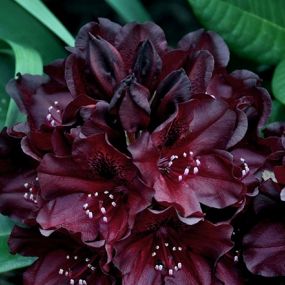 Rhododendron Black Widow