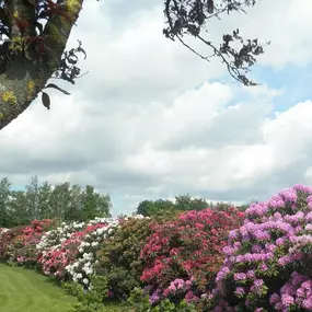 Rhododendron haag