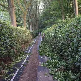 Rhododendron snoeien