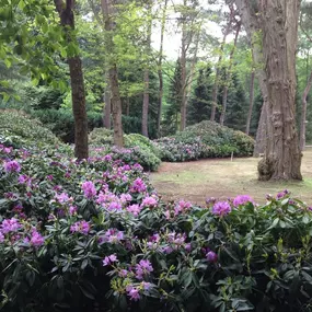 Rhododendron Catawbiënse Grandiflorum