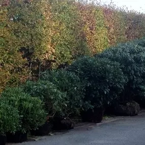 Rhododendron van klein naar groot