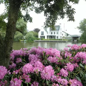 Rhododendron Roseum Elegans