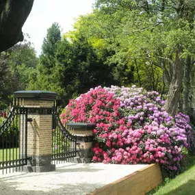 Rhododendron Nova Zembla