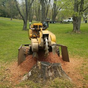 Bild von Economy Stump Grinding & Removal