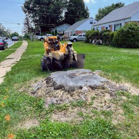 Bild von Economy Stump Grinding & Removal