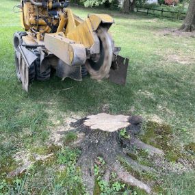 Bild von Economy Stump Grinding & Removal