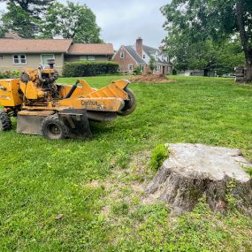 Bild von Economy Stump Grinding & Removal