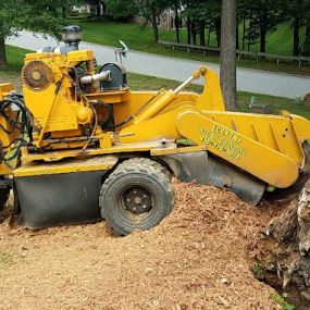 Bild von Economy Stump Grinding & Removal