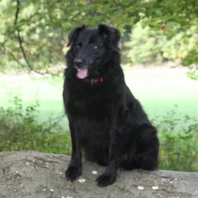 Bild von Tierärztliche Gemeinschaftspraxis Dr. Schmidt / Korsawe-Kiemer