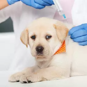 Bild von Tierärztliche Gemeinschaftspraxis Dr. Schmidt / Korsawe-Kiemer