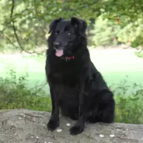 Bild von Tierärztliche Gemeinschaftspraxis Dr. Schmidt / Korsawe-Kiemer