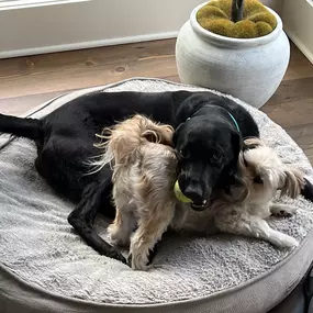 Happy National Dog Day!  My two Doggies - Mabel (Black Lab) & Ruby...such sweet girls!