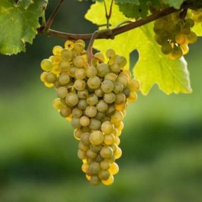 Bild von Blanc'Or Wines